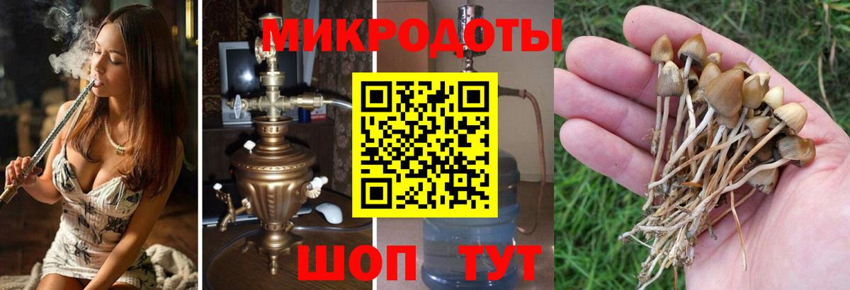 Пугачёв  Галлюциногенные грибы MAGIC MUSHROOMS  Вход с VPN 